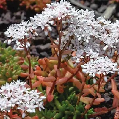 Очиток (седум) КОРАЛ КАРПЕТ белый в Гродно