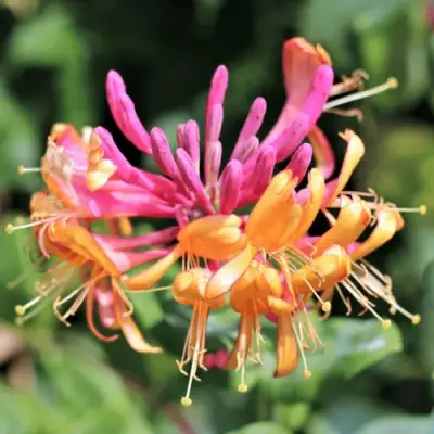 Жимолость ГЕКРОТА в Гродно