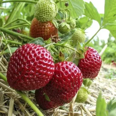 Клубника ЗЕНГА-ЗЕНГАНА в Гродно