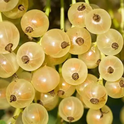 Смородина белая СМОЛЬЯНИНОВСКАЯ в Гродно