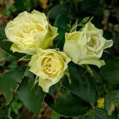 Роза ЛУВИАНА спрей в Гродно