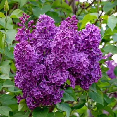 Сирень СУМЕРКИ в Гродно