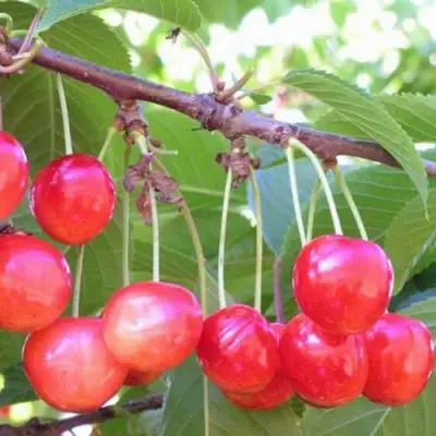 Черешня НАСЛАЖДЕНИЕ в Гродно