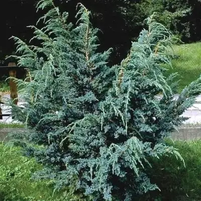 Можжевельник БЛЮ АЛЬПС китайский  в Гродно