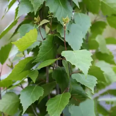 Береза ФАСТИГИАТА повислая  в Гродно