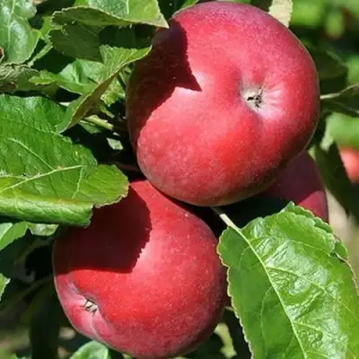 Яблоня СОЗВЕЗДИЕ колонновидная в Гродно