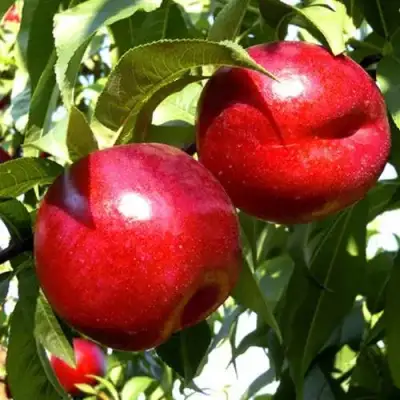 Нектарин ХАРКО в Гродно