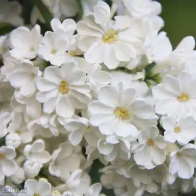 Сирень РОЧЕСТЕР в Гродно