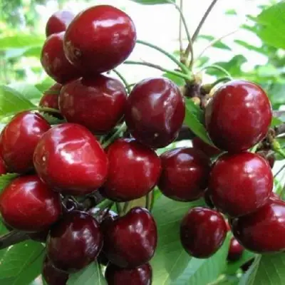 Черешня ГРОНКАВАЯ в Гродно