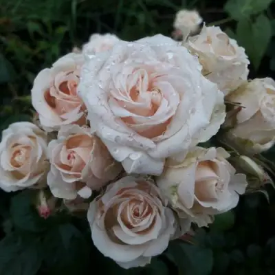 Роза ЯНА спрей в Гродно