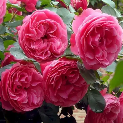 Роза ЛЕОНАРДО ДА ВИНЧИ флорибунда в Гродно