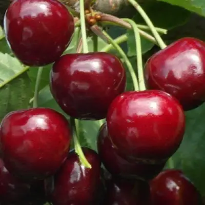 Черешня ГРОНКАВАЯ в Гродно
