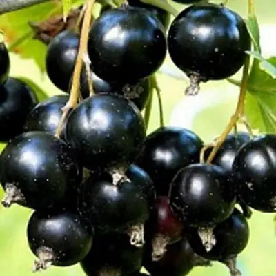 Смородина чёрная СОКРОВИЩЕ в Гродно