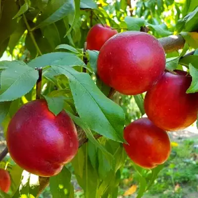 Нектарин НЕКТАРЕД-4 в Гродно