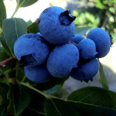 Голубика ДЖЕРСИ в Гродно