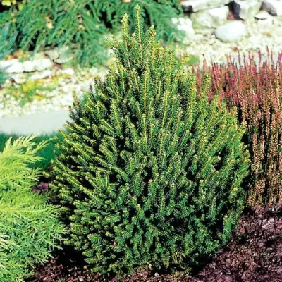 Ель КОМПАКТА обыкновенная в Гродно