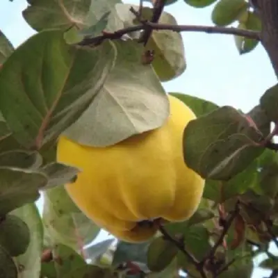 Айва АКАДЕМИЧЕСКАЯ в Гродно