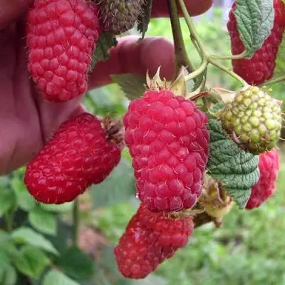 Малина МАРОСЕЙКА в Гродно