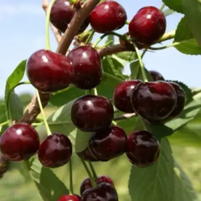 Вишня ГРИОТ БЕЛОРУССКИЙ в Гродно