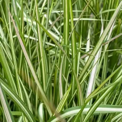 Вейник АВАЛАНШ остроцветковый в Гродно