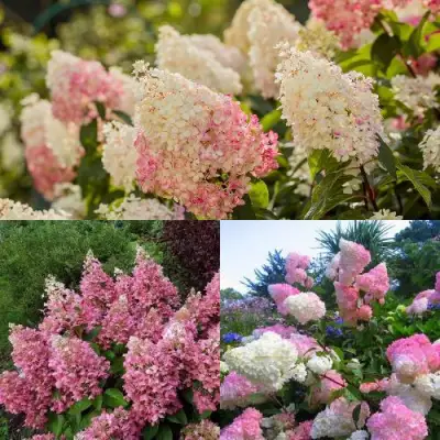 Комплект ЯГОДНОЕ МОРОЖЕНОЕ в Гродно