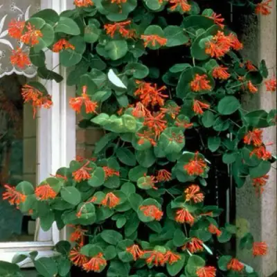 Жимолость ДРОМПОР СКАРЛЕТТ брауна в Гродно