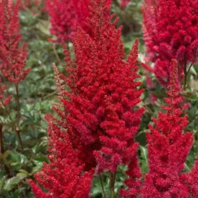 Астильба СКАЙСКРЕЙПЕР китайская в Гродно