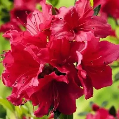 Азалия АРАБЕСК японская в Гродно