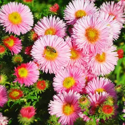 Астра РУДЕЛЬСБУРГ новоанглийская в Гродно