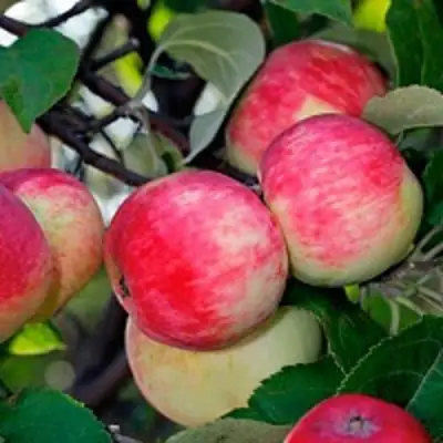 Яблоня СЕРЕБРЯНОЕ КОПЫТЦЕ в Гродно