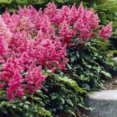 Астильба БОНН японская в Гродно