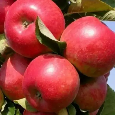 Яблоня ДЖИН колонновидная в Гродно