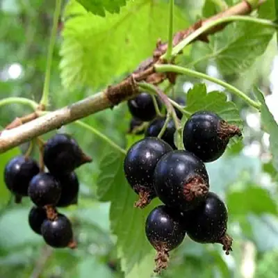 Смородина чёрная БИНАР в Гродно