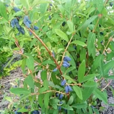 Жимолость съедобная АМФОРА в Гродно