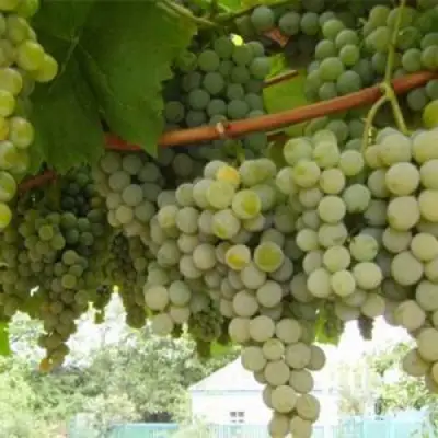 Виноград АНАНАСНЫЙ РАННИЙ в Гродно