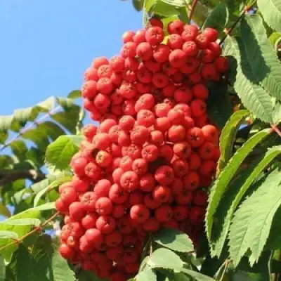 Рябина НЕВЕЖИНСКАЯ сладкоплодная в Гродно