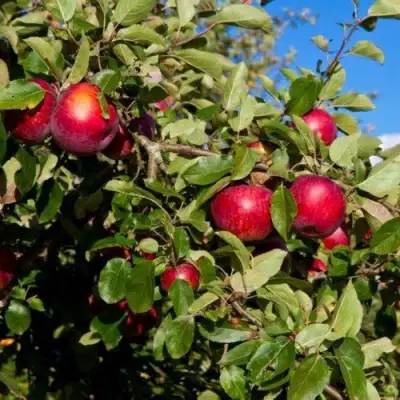 Яблоня СЯБРЫНА в Гродно