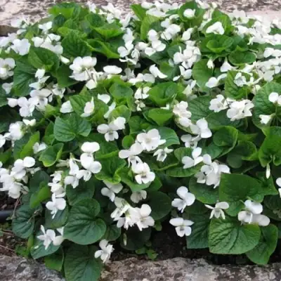 Фиалка АЛЬБИФЛОРА сестринская в Гродно