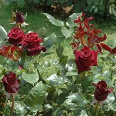 Роза БЛЭК БАККАРА чайно-гибридная в Гродно