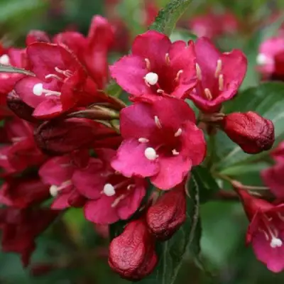 Вейгела ЕВА РАТКЕ в Гродно