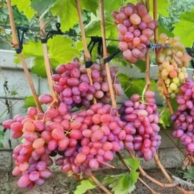 Виноград ДЫНЬКА в Гродно