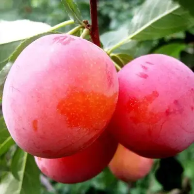 Слива КОМЕТА в Гродно