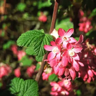Смородина кроваво-красная ПУЛБОРО СКАРЛЕТ  в Гродно