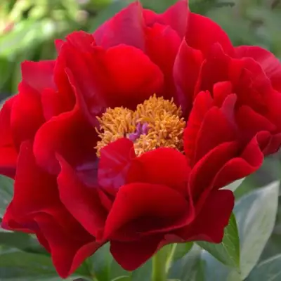 Пион МАКИНАК ГРАНД травянистый в Гродно