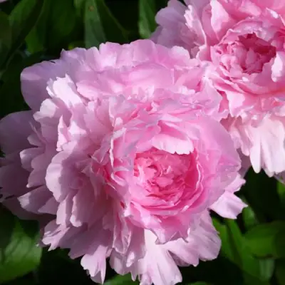 Пион ЛЕТЯЩИЙ ЖУРАВЛЬ травянистый в Гродно