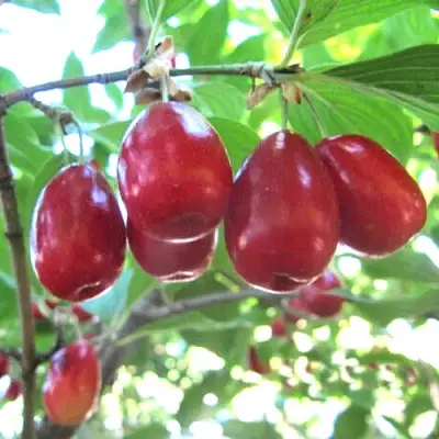 Кизил ЛУКЬЯНОВСКИЙ в Гродно