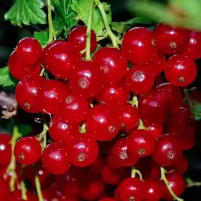 Смородина красная СЕРПАНТИН в Гродно