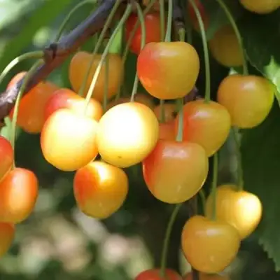 Черешня ЯНТАРНАЯ в Гродно