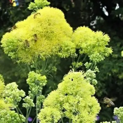 Василистник ГЛАУКУМ желтый в Гродно