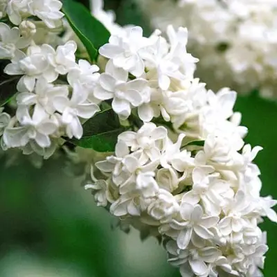 Сирень МАДАМ ЛЕМУАН в Гродно